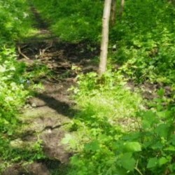 Parkvrienden